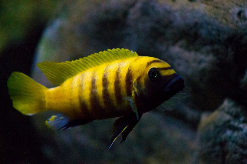 Maylandia sp. 'zebra gold' Kawanga